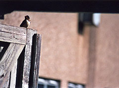 Milford Swallows project - research and performance documentation