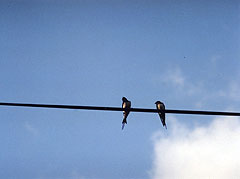 Two swallows on a wire